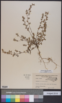 Kummerowia stipulacea image