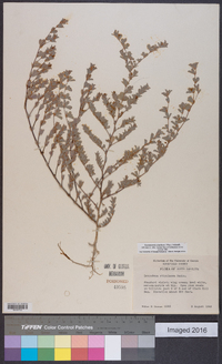 Kummerowia stipulacea image