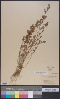 Kummerowia stipulacea image