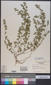 Kummerowia stipulacea image