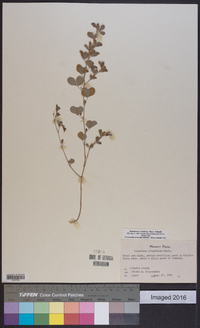 Kummerowia stipulacea image