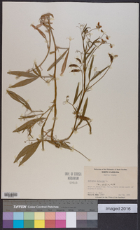 Lathyrus hirsutus image