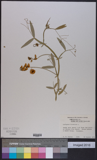 Lathyrus hirsutus image