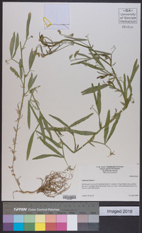 Lathyrus hirsutus image