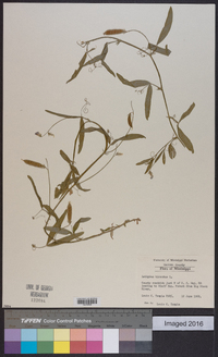 Lathyrus hirsutus image