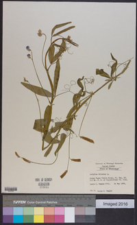 Lathyrus hirsutus image