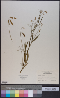 Lathyrus hirsutus image