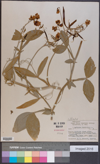 Lathyrus latifolius image