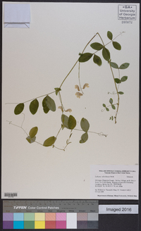 Lathyrus ochroleucus image