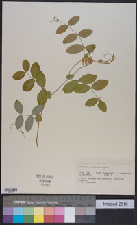 Lathyrus ochroleucus image