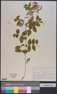 Lathyrus ochroleucus image