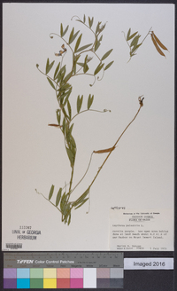 Lathyrus palustris image