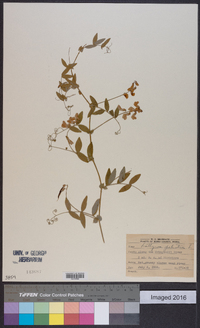 Lathyrus palustris image