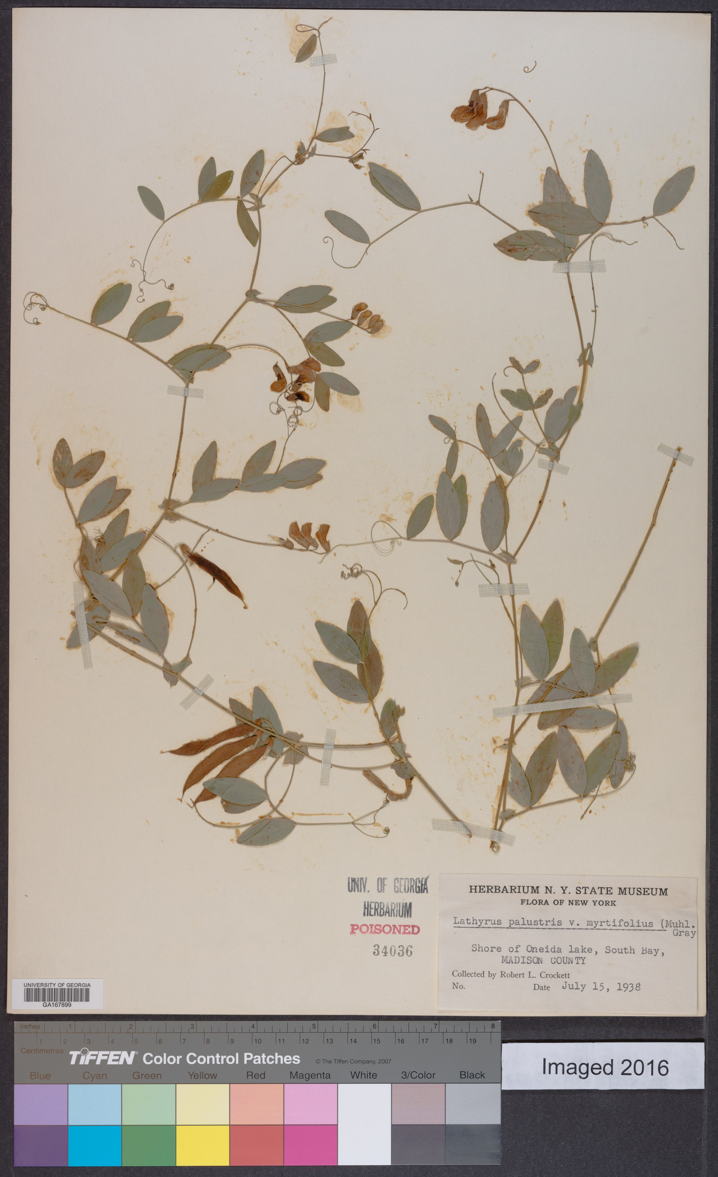 Lathyrus palustris var. myrtifolius image