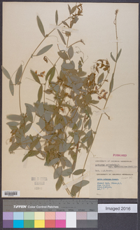 Lathyrus palustris var. myrtifolius image
