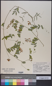 Lathyrus pauciflorus image