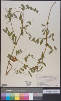 Lathyrus pauciflorus image