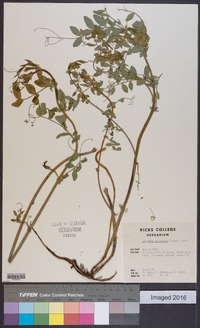 Lathyrus utahensis image