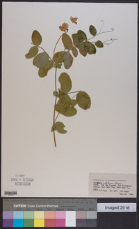 Lathyrus utahensis image