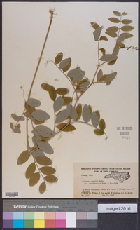 Lathyrus venosus image