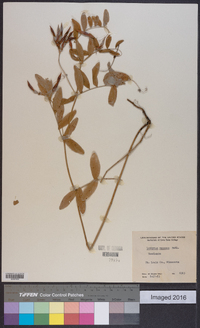 Lathyrus venosus image