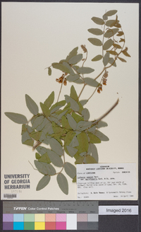 Lathyrus venosus image