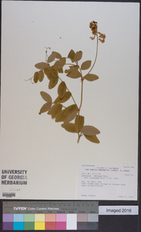 Lathyrus venosus image