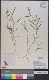 Lathyrus sphaericus image