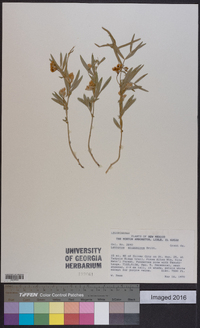 Lathyrus lanszwertii image