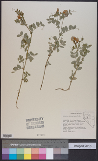 Lathyrus brachycalyx image