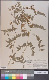 Lathyrus coriaceus image
