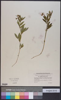 Lathyrus montanus image