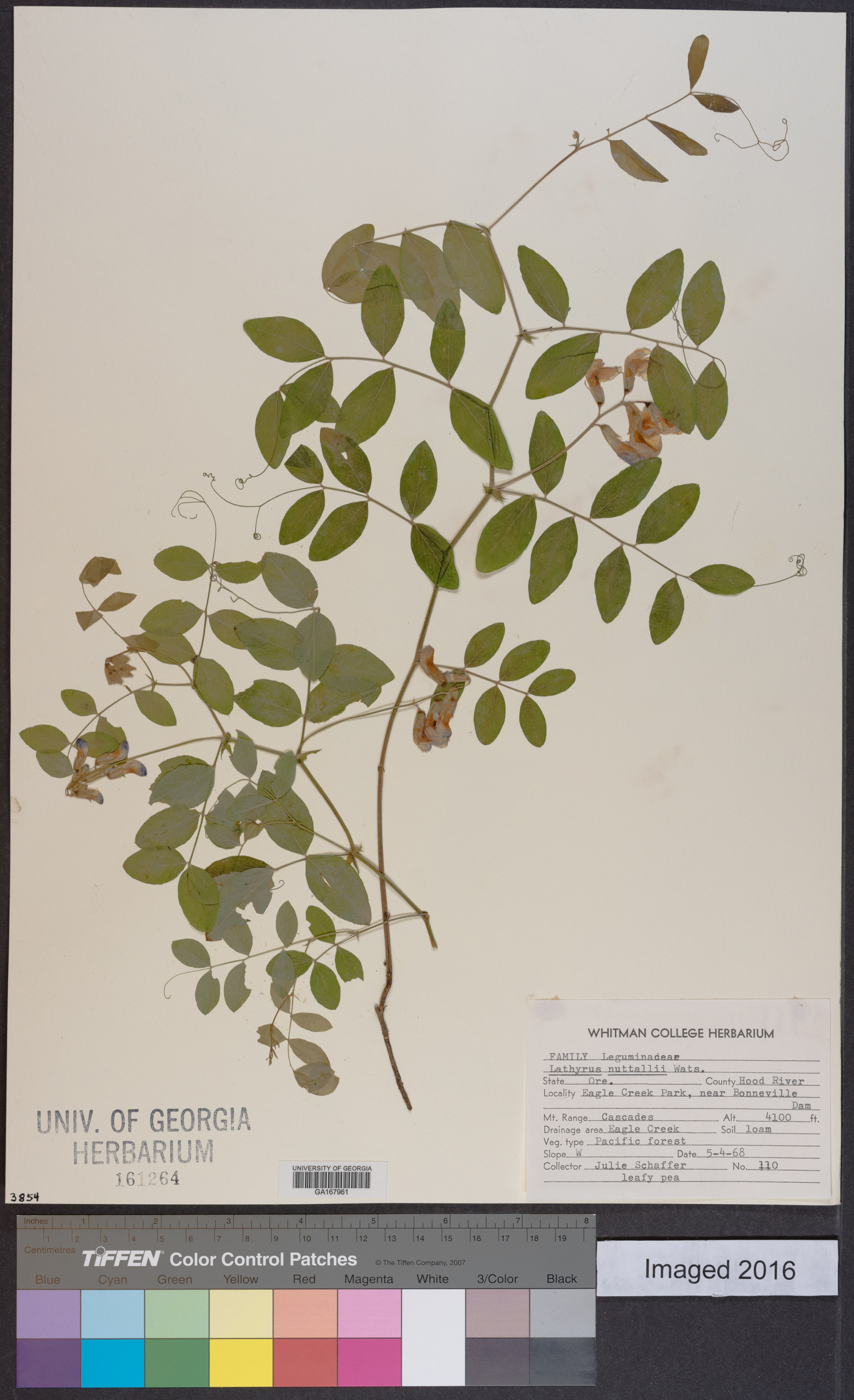 Lathyrus nuttallii image