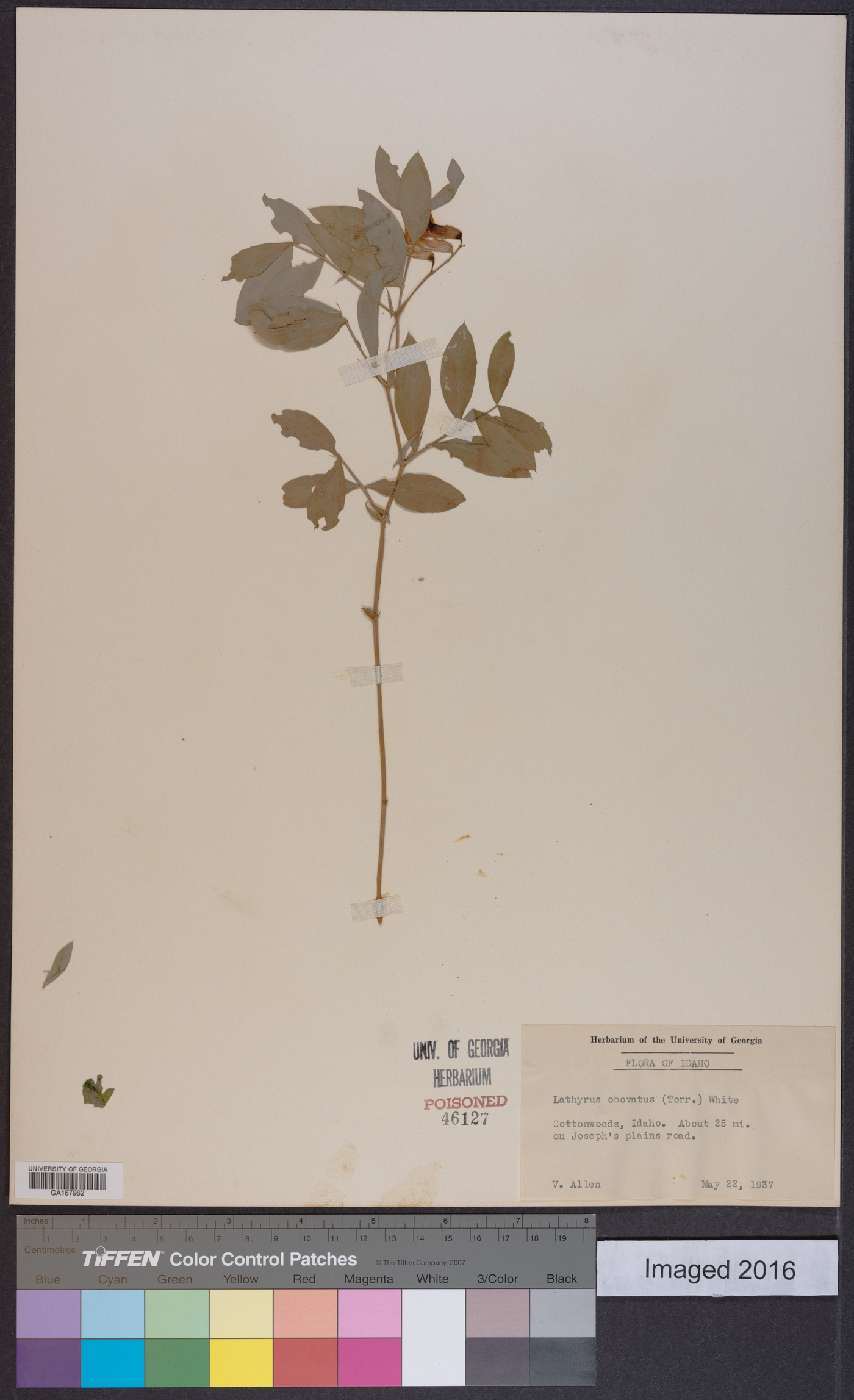 Lathyrus nevadensis subsp. nevadensis image