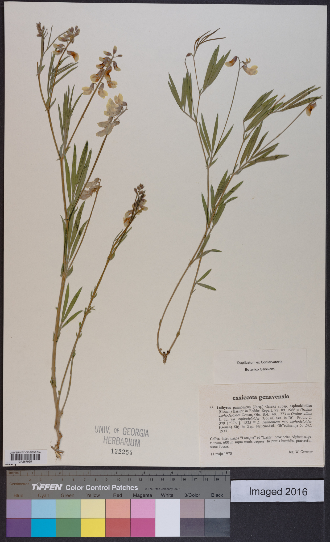 Lathyrus pannonicus subsp. asphodeloides image