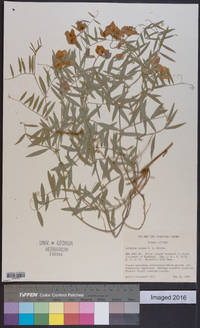 Lathyrus brachycalyx subsp. zionis image