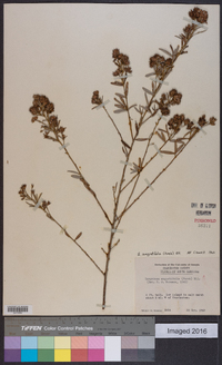 Lespedeza angustifolia image