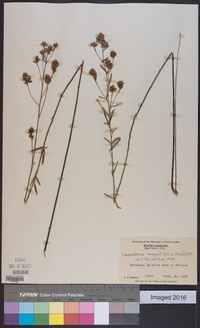 Lespedeza angustifolia image