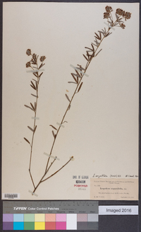 Lespedeza angustifolia image