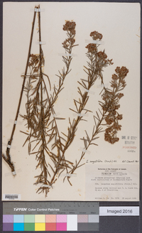 Lespedeza angustifolia image