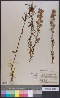 Lespedeza angustifolia image