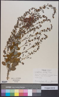 Lespedeza bicolor image