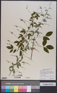 Lespedeza bicolor image