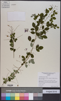 Lespedeza bicolor image