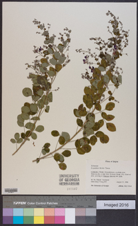 Lespedeza bicolor image