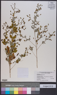 Lespedeza bicolor image