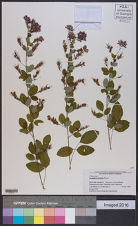 Lespedeza bicolor image