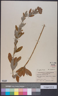 Lespedeza capitata image