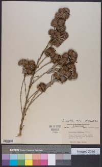 Lespedeza capitata image