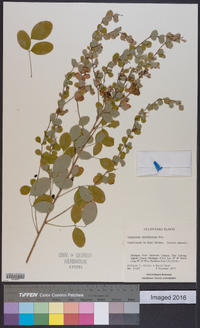 Lespedeza cyrtobotrya image